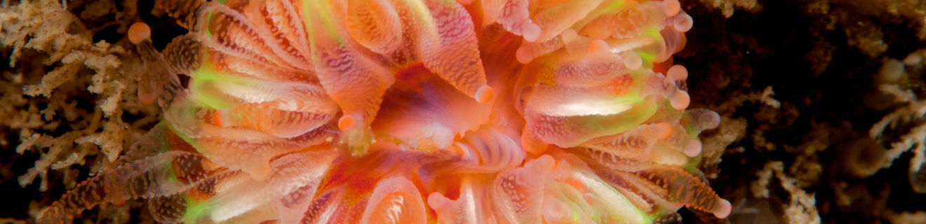 Devonshire cup coral